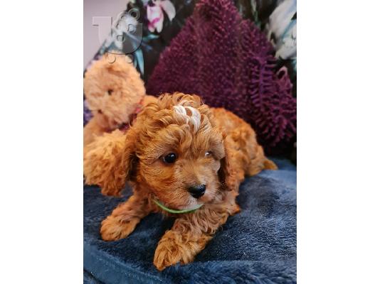 Όμορφα κουτάβια Cavapoo