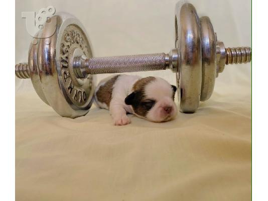 Όμορφα κουτάβια Shih Tzu X Malshi προς πώληση