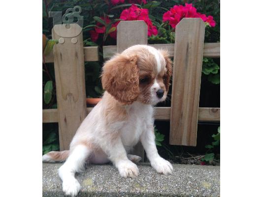 Cavalier King Charles Spaniel