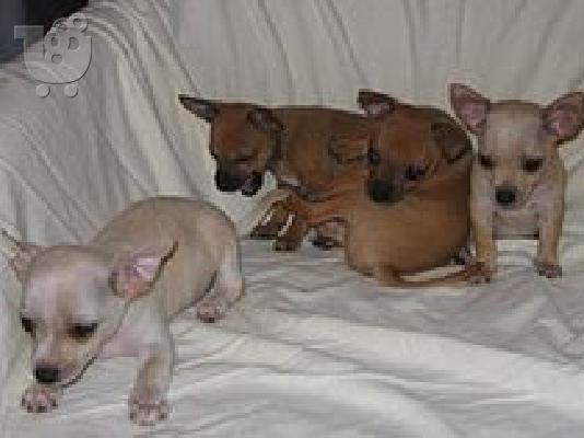 PoulaTo: register chihuahua  puppies for 300€