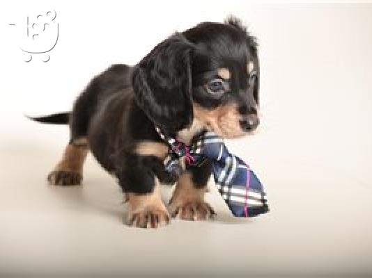Μίνι Dachshunds