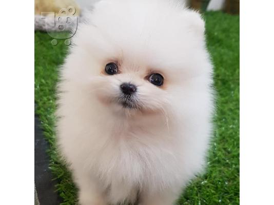 PoulaTo: Λατρευτά γενεαλογικά κουτάβια Pomeranian