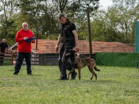 Βελγικός Ποιμενικός Μαλινουά θηλυκό προς πώληση