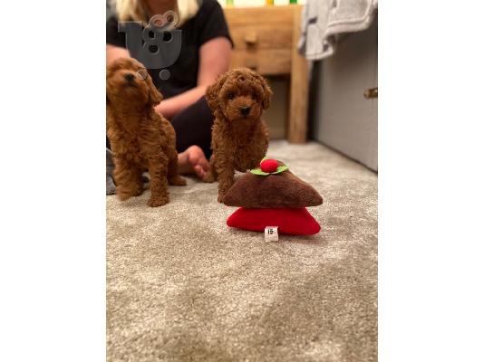 PoulaTo: Όμορφα κουτάβια της Toy poodle