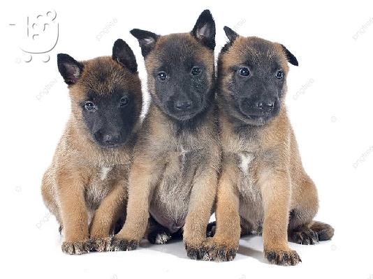 PoulaTo: Malinois – Μαλινουά