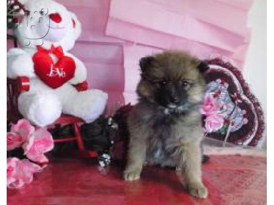 PoulaTo: Άριστο λευκό Pomeranian κουτάβι για την υιοθεσία