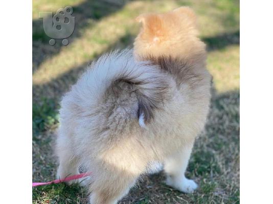 PoulaTo: κουτάβια pomsky