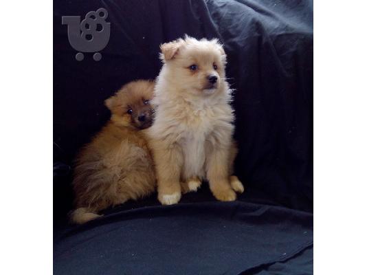 PoulaTo: Δύο φοβερά κουτάβια T-Cup Pomeranian