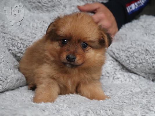 Κουτάβια Pomeranian