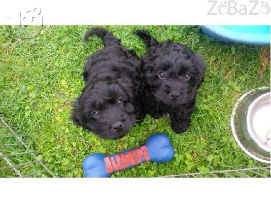 PoulaTo: όμορφα κουτάβια schnoodle