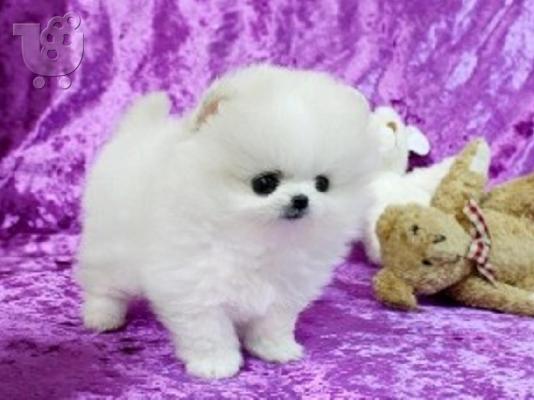 Pomeranian κουτάβια προς πώληση