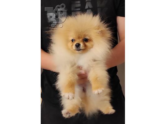 PoulaTo: Pomeranian ΟΜΟΡΦΑ κουτάβια