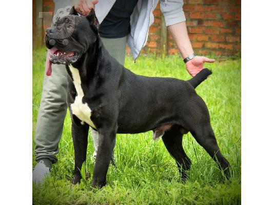Cane Corso κουτάβια