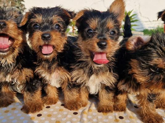 Κουτάβια Yorkie terrier