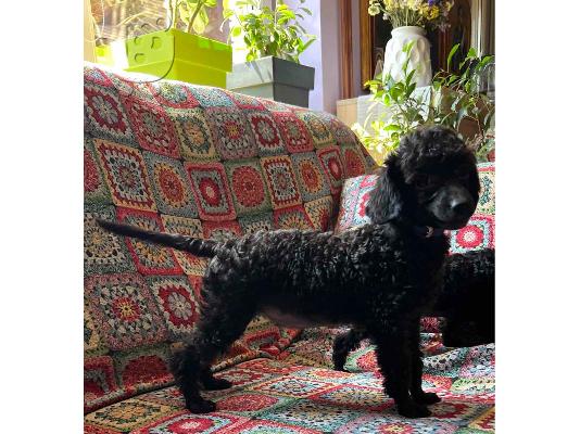 Μικροσκοπικά κουτάβια Poodle