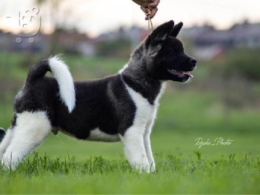 Κουτάβια American Akita