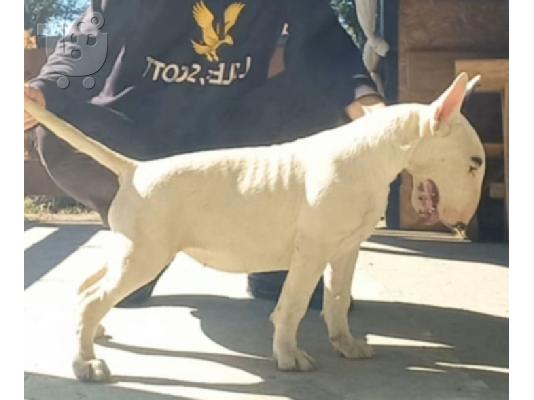 Στάνταρντ Μπουλ Τεριέ – Όμορφο Θηλυκό προς Πώληση...