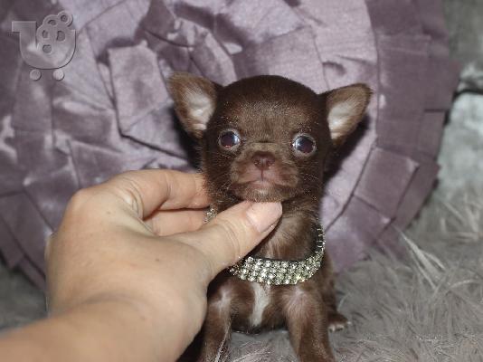 AKC Chihuahua Puppies