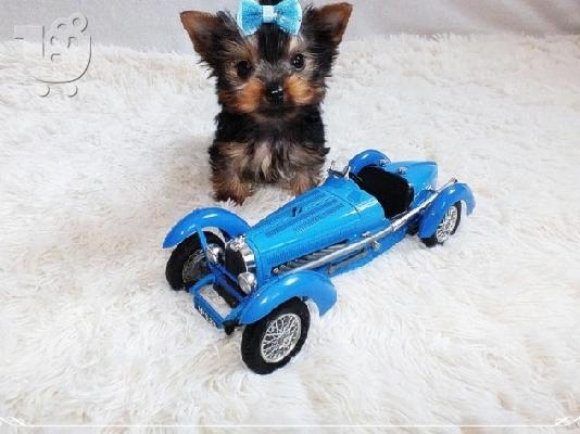 PoulaTo: A loyal, affectionate, Teacup Yorkshire Terrier!
