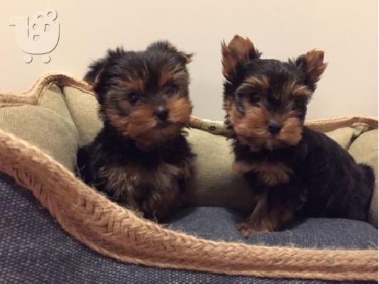 Το σπίτι έθεσε κουτάβια yorkie για rehoming