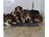 PoulaTo: Beagle - Μπιγκλ καθαροαιμα και υιγιεστατα κουταβια στις καλυτερες τιμες 6979314054...