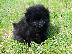 PoulaTo: Pomeranian Κουτάβια