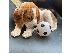 PoulaTo: Beagle puppy is now ready for adoption