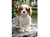 PoulaTo: FANTASTIC Cavalier King Charles ΠΑΠΤΩ ΤΩΡΑ ΕΔΩ