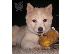 PoulaTo: Shiba Inu - Σίμπα Ίνου