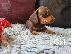 PoulaTo: Όμορφα κουτάβια dachshund+34634098453