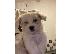 PoulaTo: Μίνι Μαλτεζικά  /  Mini Maltese
