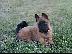 PoulaTo: Malinois ΜΑΛΙΝΟΥΑ καθαρόαιμα