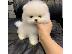 PoulaTo: Σπιτς μινι / pomeranian mini