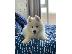 PoulaTo: Γεια, πουλάμε όμορφο κοριτσάκι samoyed girl. Όλος ο
