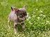 PoulaTo: Chihuahua toy