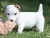 PoulaTo: Jack Russel