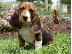 PoulaTo: Deep Dream Basset Hound κουτάβια