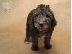 PoulaTo: Καθαρόαιμο κουτάβια terrier bedlington