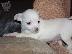 PoulaTo: Lovely Chihuahua Puppies for Sale,