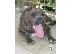 PoulaTo: pitbull blue nose xl puppy