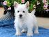 PoulaTo: Υπέροχα κουτάβια West Highland White Terrier.