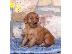 PoulaTo: Κουτάβια Golden Irish Setter
