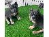 PoulaTo: American Bully Pocket κουτάβια