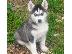 PoulaTo: Κουτάβια Siberian Husky