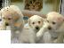 PoulaTo: Κουτάβια Λαμπραντόρ/ Labrador puppies