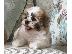 PoulaTo: Πανέμορφο Shih Tzu προς πώληση.
