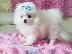 PoulaTo: Καθαρόαιμα κουτάβια Pomeranian