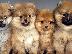 PoulaTo: Pomeranian - Πομερανιαν