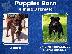 PoulaTo: staffordshire bull terrier