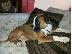 PoulaTo: BOXER